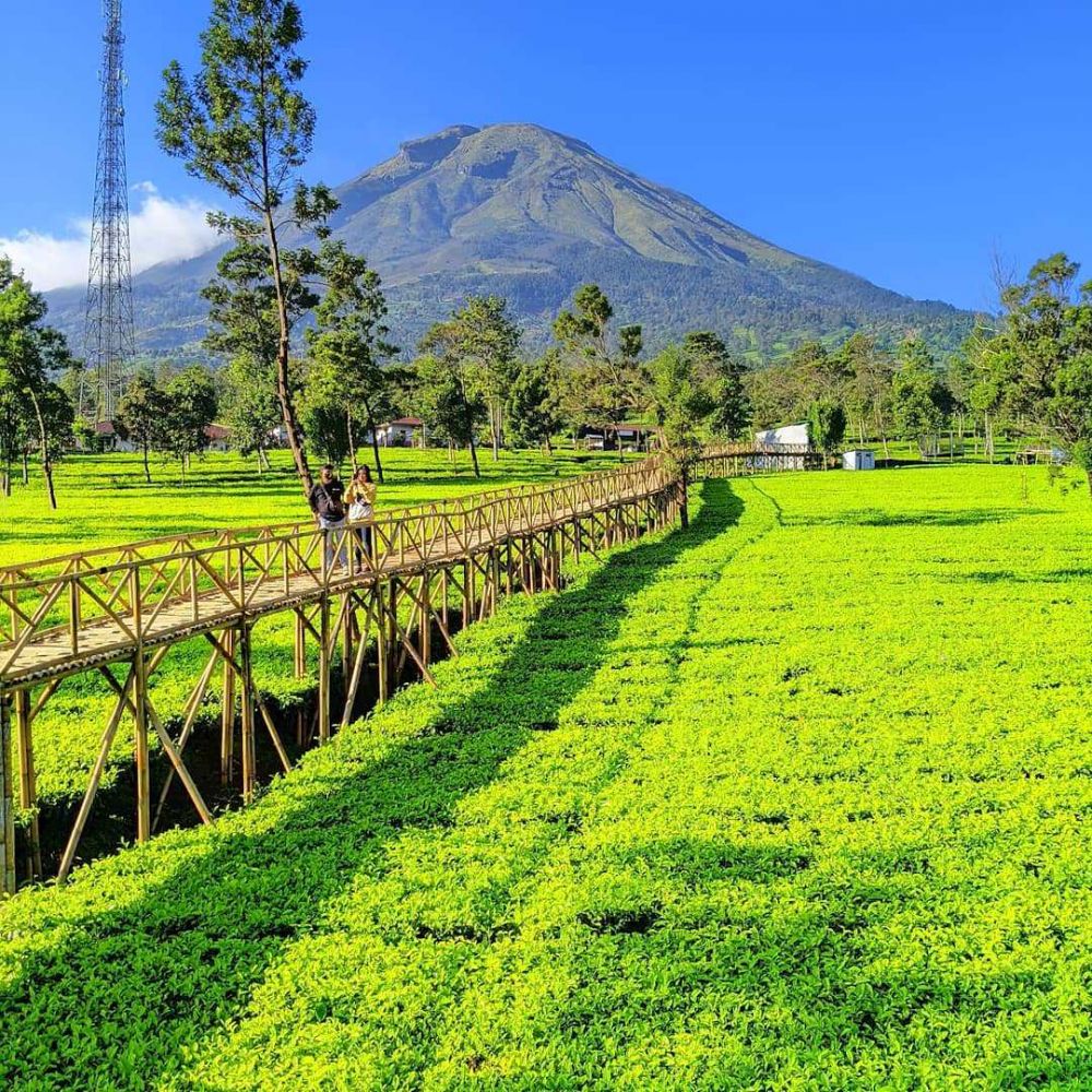 10 Kebun Teh Terindah di Indonesia, Udaranya Sejuk Banget!