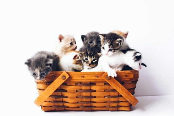 Animal Hoarding: Penyebab, Dampak, Ciri, dan Penanganan