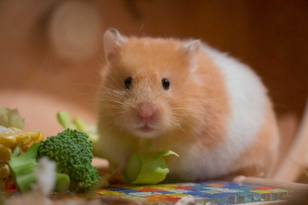 5 Fakta Medis tentang Ekor Basah pada Hamster, Penyakit Mematikan