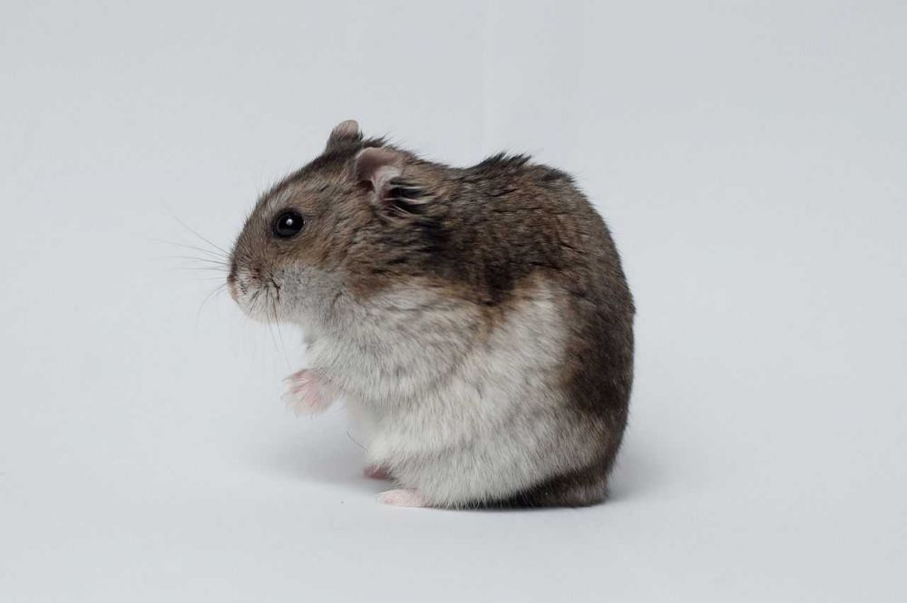 5 Fakta Medis tentang Ekor Basah pada Hamster, Penyakit Mematikan