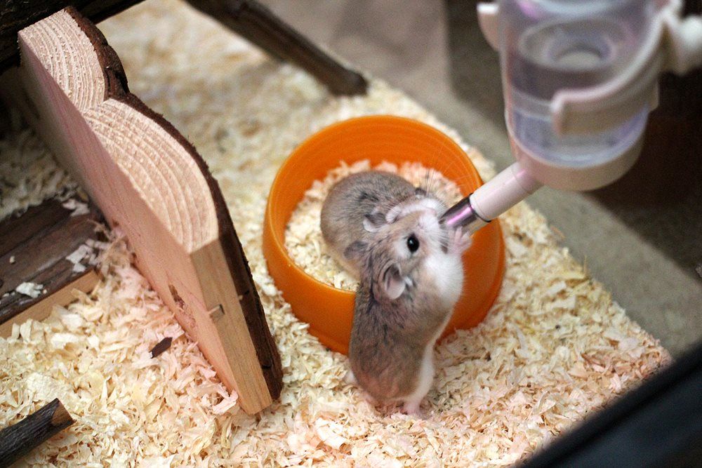 5 Fakta Medis tentang Diabetes pada Hamster
