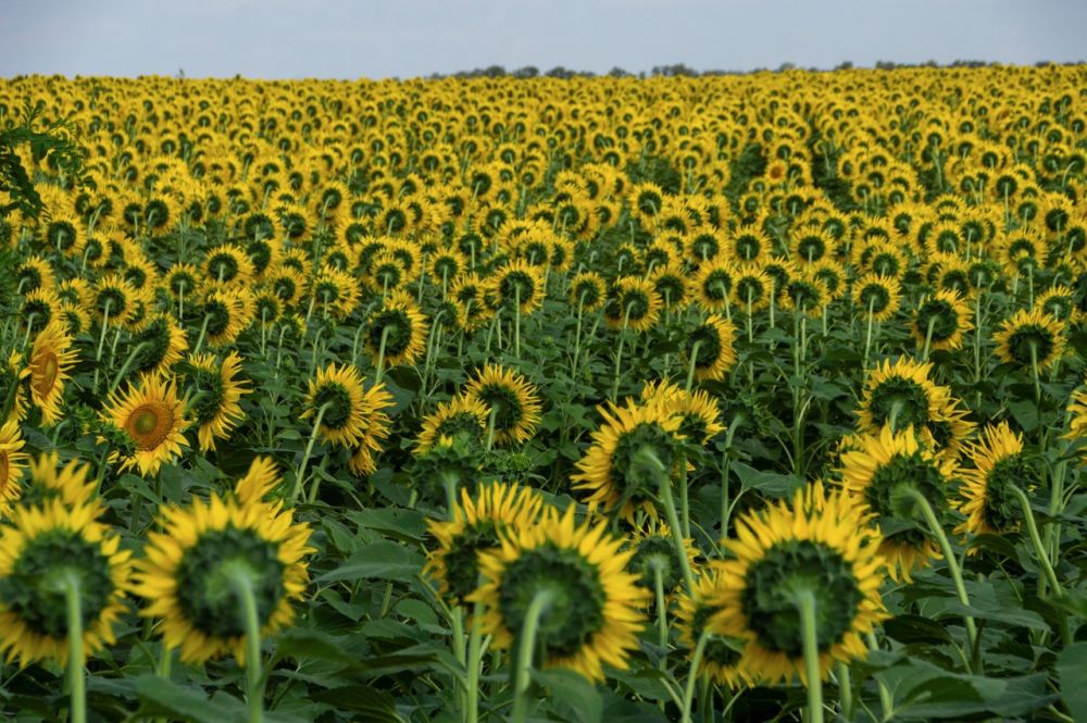 5 Fakta Bunga Matahari, Si Kuning yang Jadi Bunga Nasional Ukraina