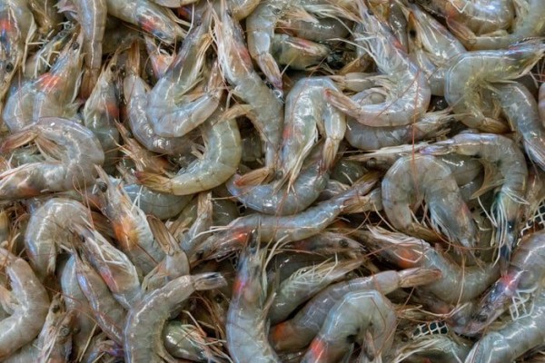 Nusantics Tawarkan CeKolam, Demi Kesehatan Udang dan Benur!