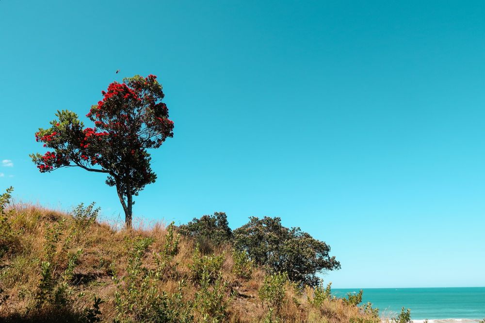 5 Fakta Pōhutukawa, Pohon Natal Nasional Selandia Baru yang Unik