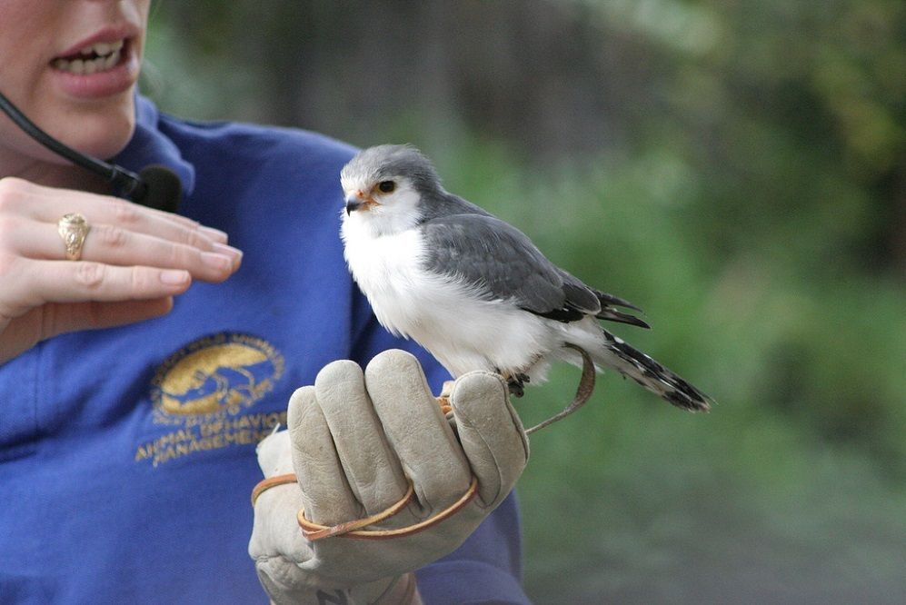 Mengenal Pygmy Falcon, Burung Pemangsa Mungil dari Afrika  