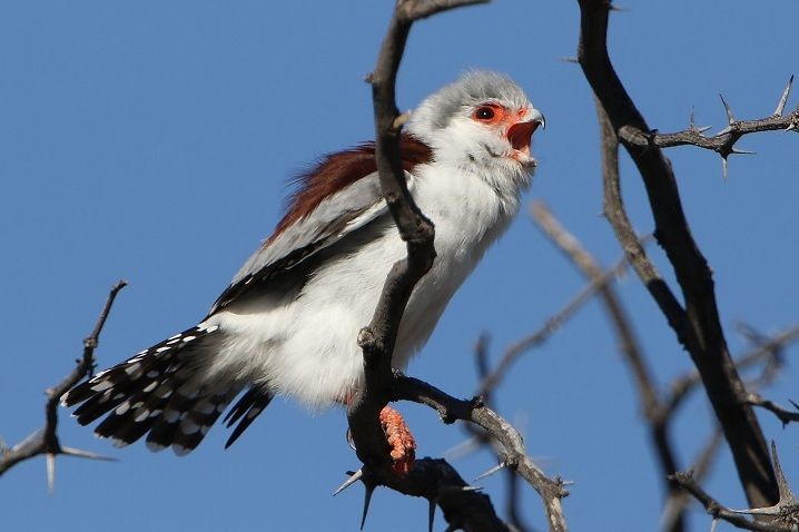 Mengenal Pygmy Falcon, Burung Pemangsa Mungil dari Afrika  