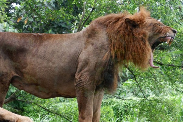 10 Potret Satwa di Bali Safari Park, Ada Monyet Tercantik Dunia