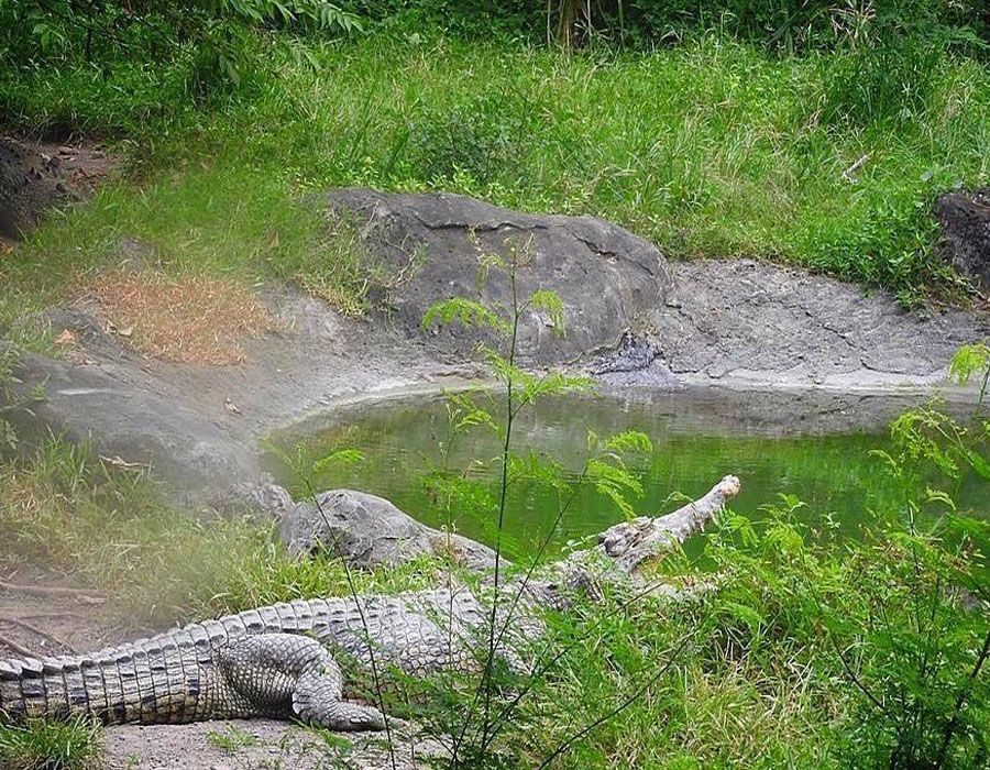 10 Potret Satwa di Bali Safari Park, Ada Monyet Tercantik Dunia