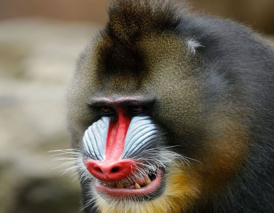 10 Potret Satwa di Bali Safari Park, Ada Monyet Tercantik Dunia