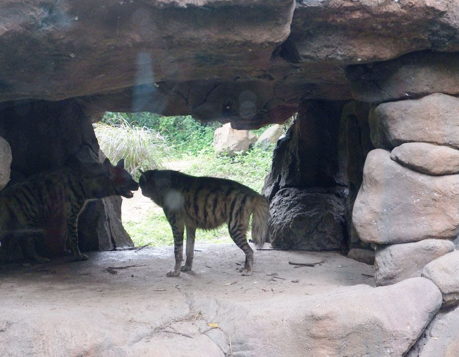 10 Potret Satwa di Bali Safari Park, Ada Monyet Tercantik Dunia