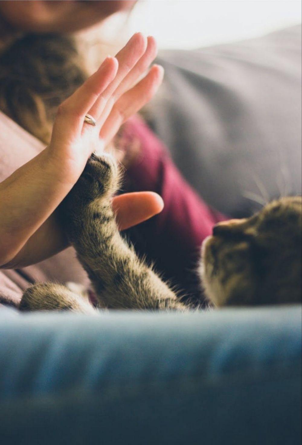 Punya Kucing Kesayangan, 5 Hal yang Patut Kamu Perhatikan