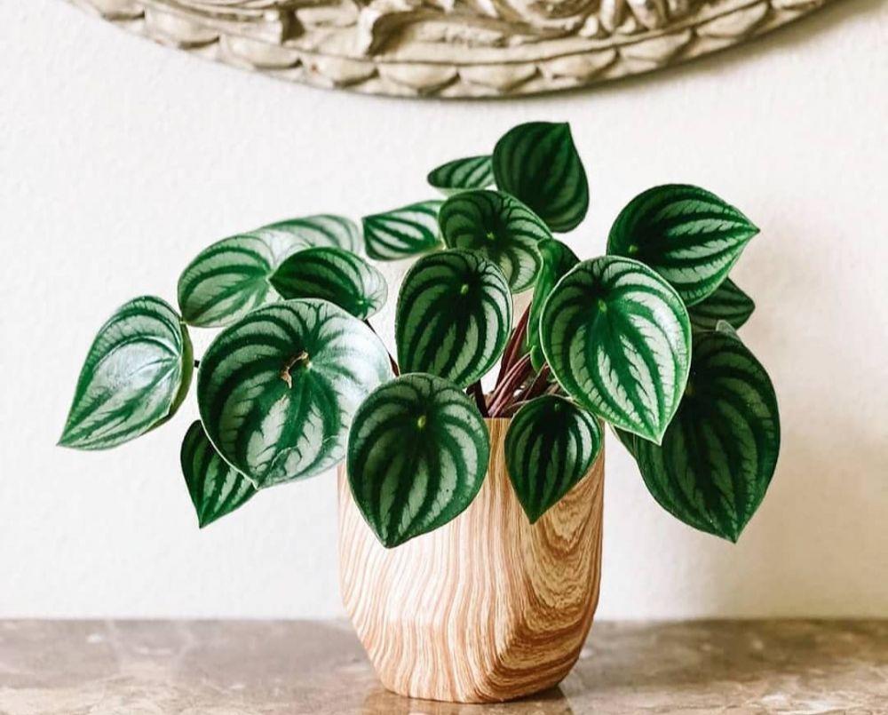 9 Tanaman Indoor Size Mini yang Gak Makan Tempat, Imut!