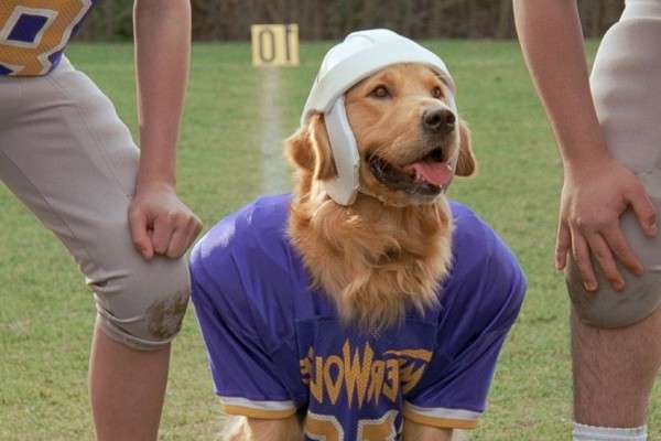 5 Film Air Bud Yang Pernah Menghiasi Masa Kecil Milenial