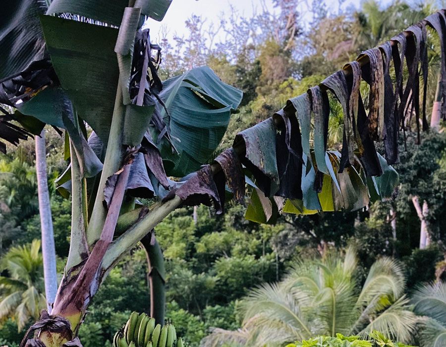 15 Kosakata Bahasa Bali yang Berkaitan dengan Tumbuh-tumbuhan