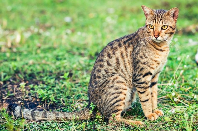 5 Spesies Kucing Paling Populer di India, Penampilan Menawan!