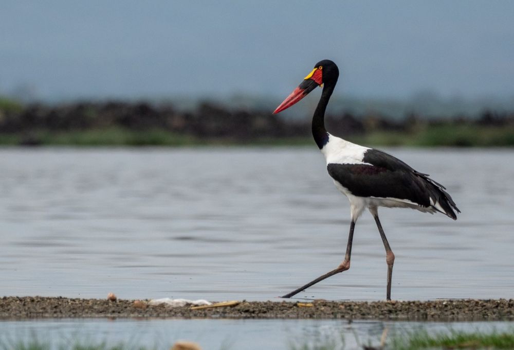 5 Spesies Burung Tercantik Asal Benua Afrika, Bikin Terpukau!