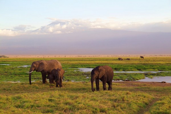 10 Peribahasa Jawa Menggunakan Nama Hewan, Ada Gajah?