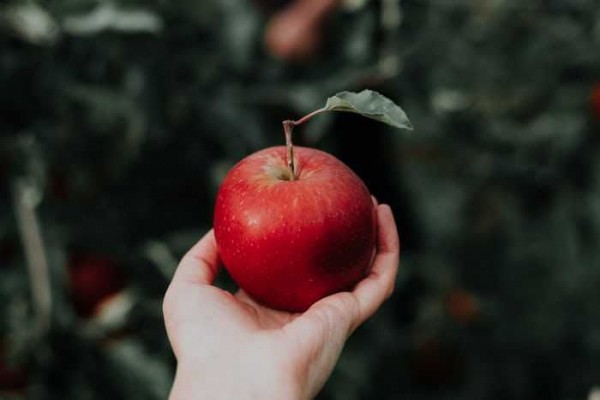 5 Khasiat Apel: Bisa jadi Alternatif Makanan saat Diet