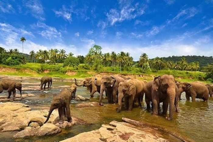 Pria Ditemukan Tewas Tertimbun Lumpur, Diduga Diserang Kawanan Gajah