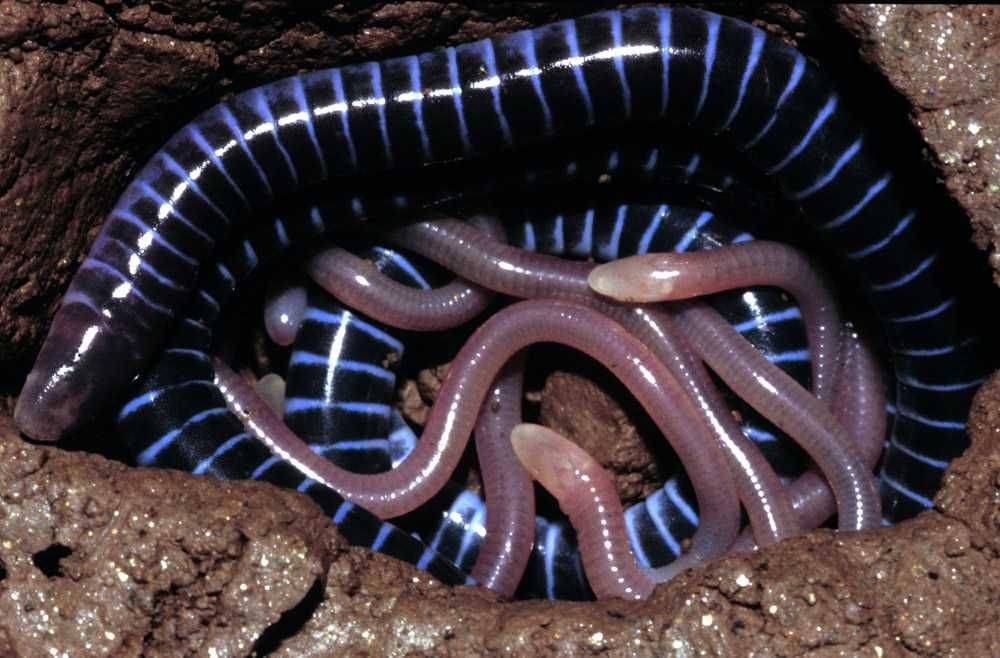 7 Fakta Caecilian, Hewan Amfibi Mirip Cacing!