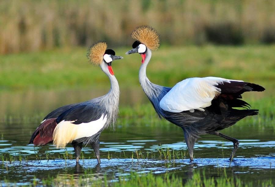 5 Spesies Burung Tercantik Asal Benua Afrika, Bikin Terpukau!
