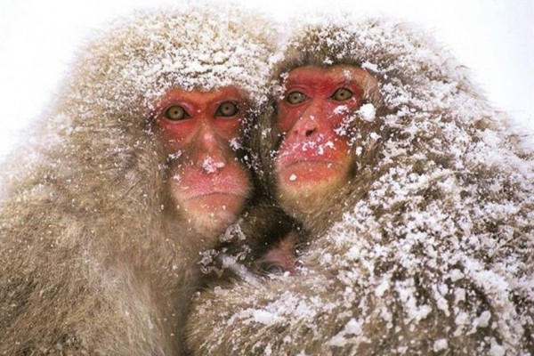 Meniru Manusia Berendam, Ini 9 Fakta Menarik Monyet Salju