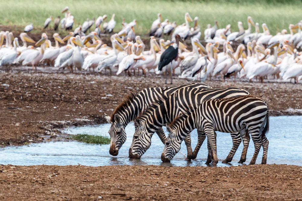 Menakjubkan, 10 Destinasi Wisata yang Wajib Kamu Kunjungi di Tanzania
