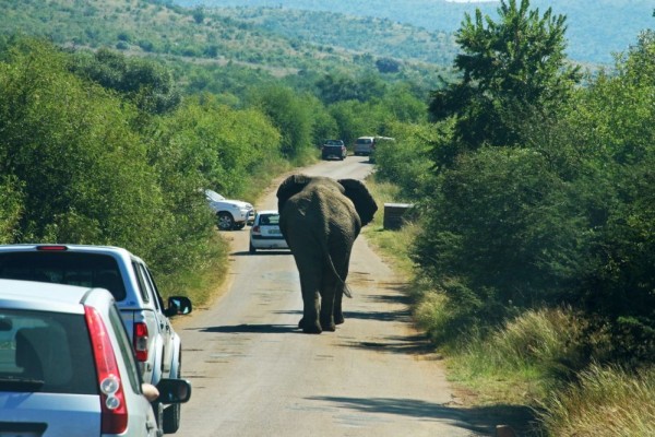 Uganda: Turis Saudi Tewas Diinjak Gajah