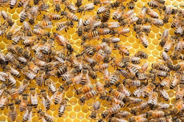 5 Cara Unik Lebah dalam Bekerja Sama, Patut Ditiru
