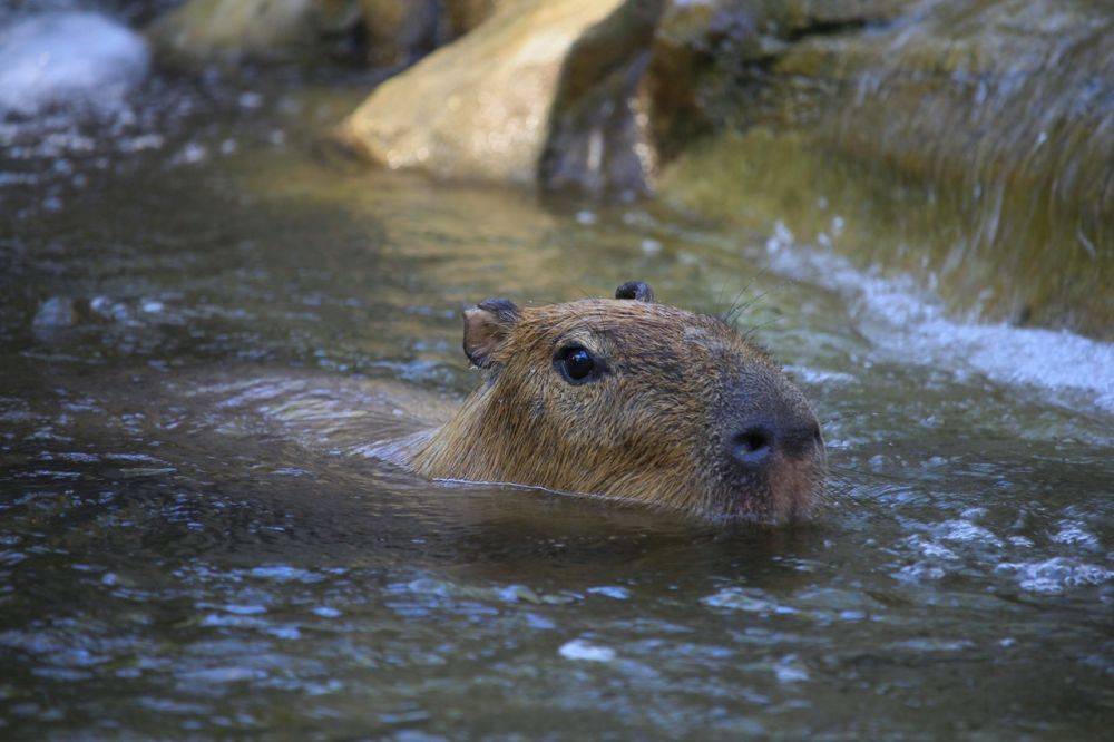 ilustrasi capybara (pexels.com/Rutpratheep Nilpechr)