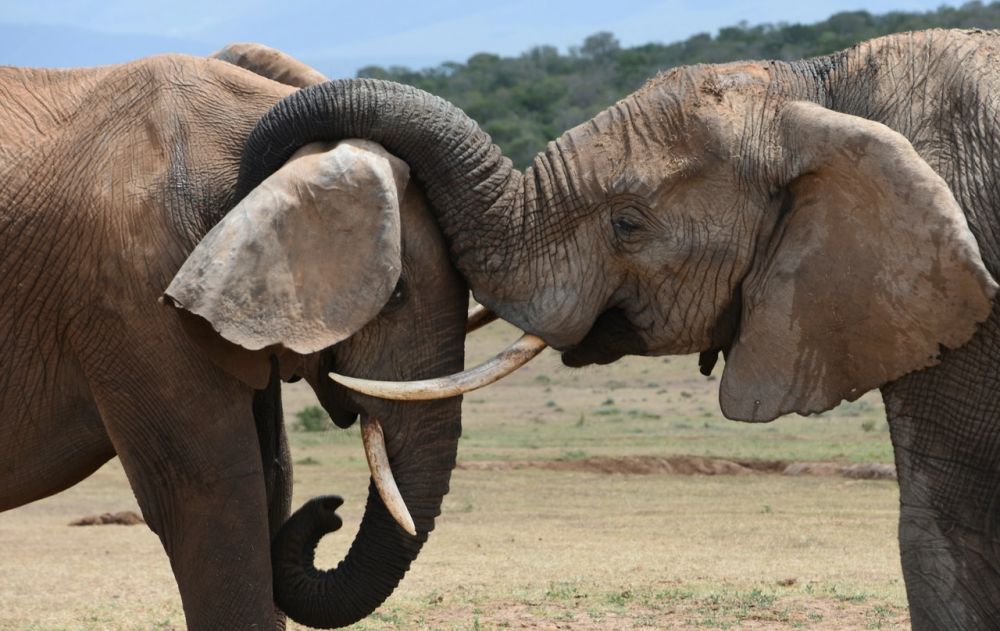 Uganda: Turis Saudi Tewas Diinjak Gajah