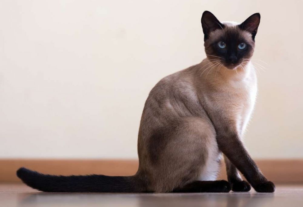 5 Spesies Kucing Paling Populer di India, Penampilan Menawan!