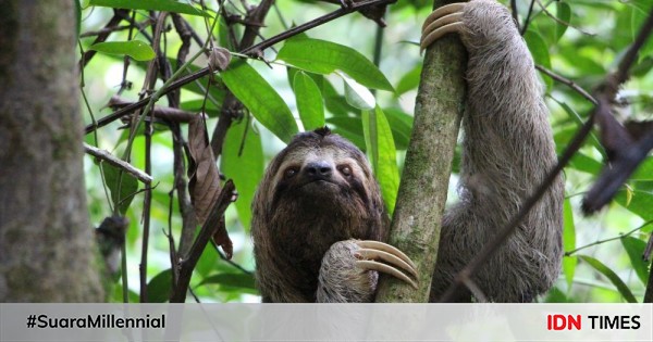 Evolusi Hewan Terunik dalam Sejarah, Ada Babirusa Indonesia