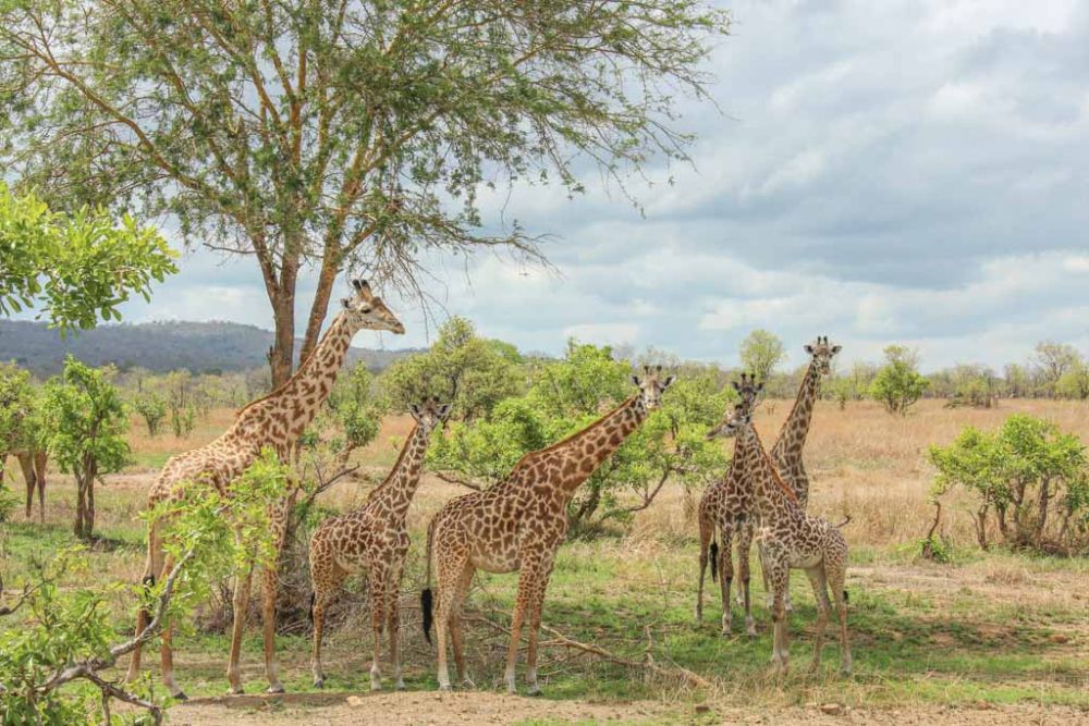 Menakjubkan, 10 Destinasi Wisata yang Wajib Kamu Kunjungi di Tanzania