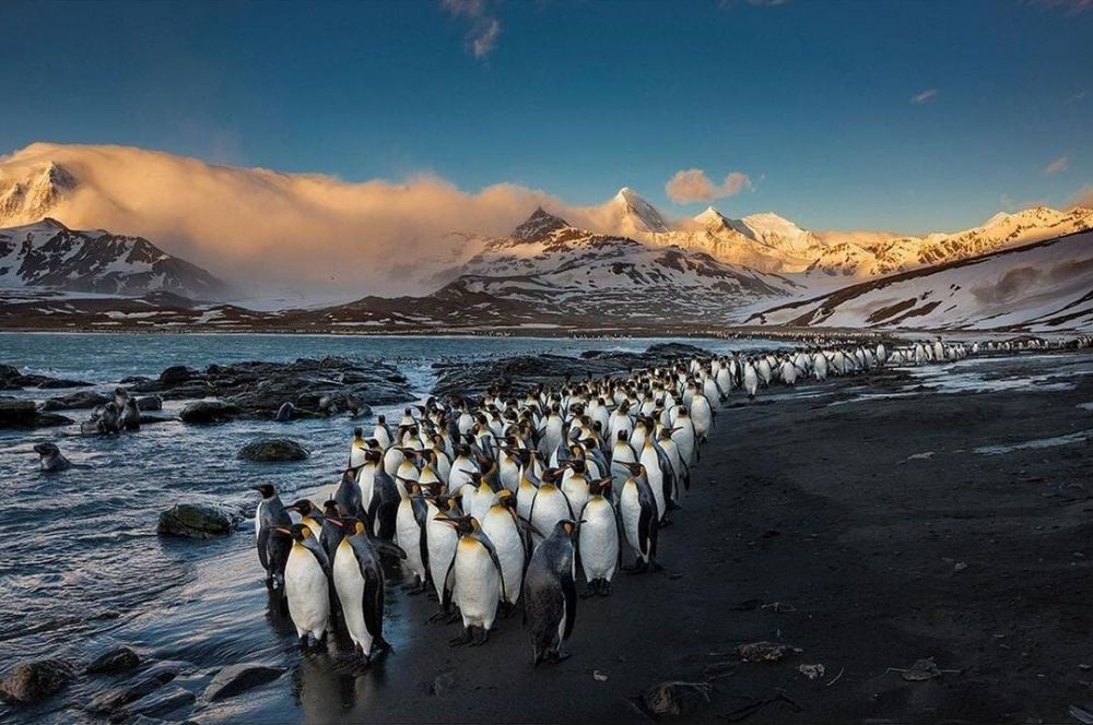 10 Tempat Habitat Penguin Dari Seluruh Dunia