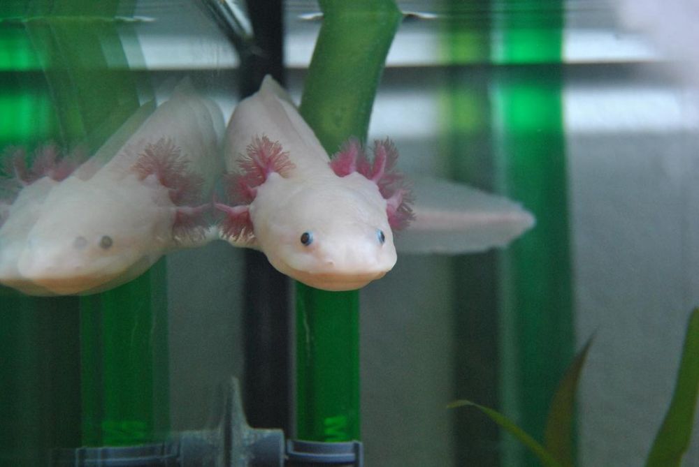 10 Fakta Unik Axolotl, Amfibi Imut Asal Meksiko
