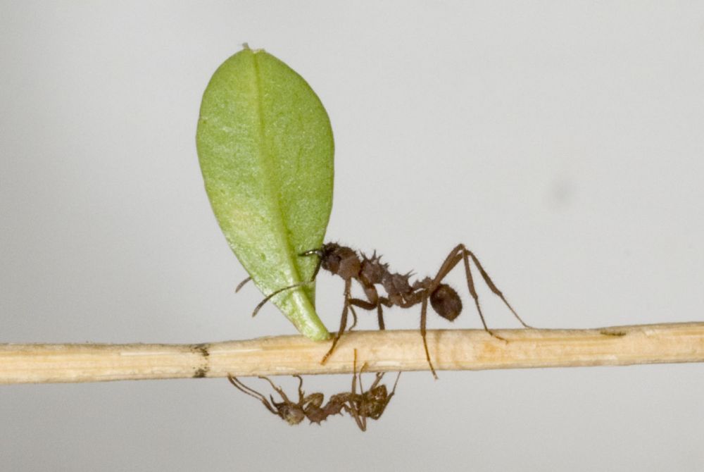 5 Fakta Tentang Simbiosis antara Semut Pemotong Daun dan Jamur