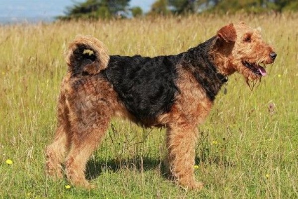 Dijuluki King of Terrier, Inilah 5 Fakta Menarik dari Airedale Terrier