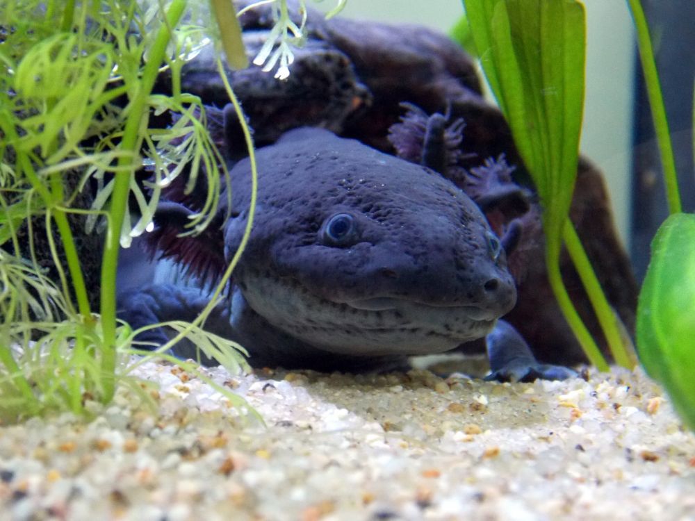 10 Fakta Unik Axolotl, Amfibi Imut Asal Meksiko