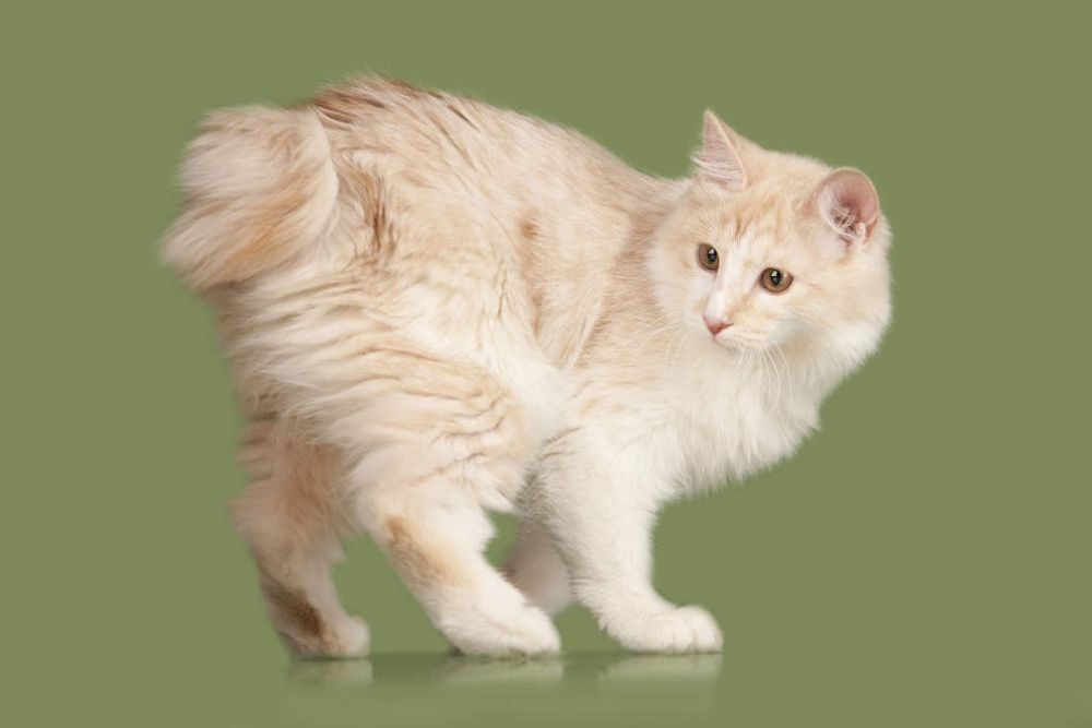 5 Spesies Kucing yang Memiliki Ekor Pendek, Unik!