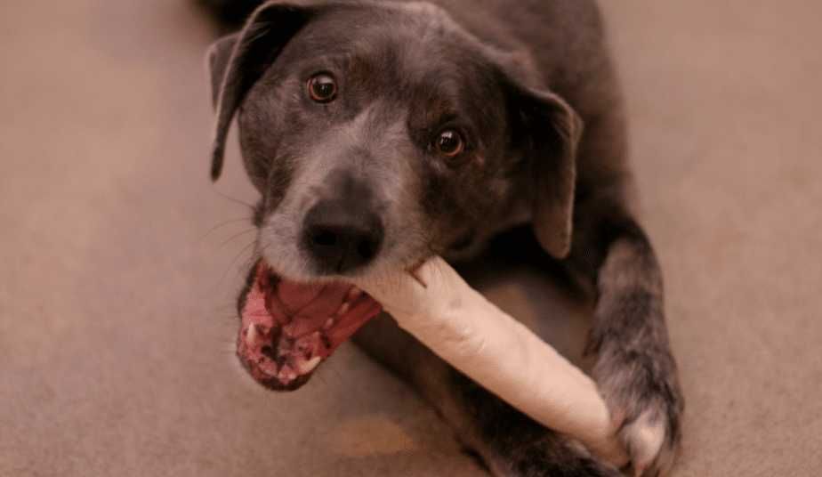 5 Cara Alami Membersihkan Gigi Anjing Kesayangan, Biar Sehat