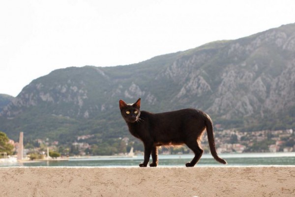 5 Mitos Spiritual Kucing Hitam, Pertanda Beruntung atau Sial?