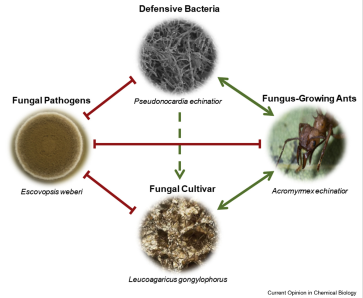 5 Fakta Tentang Simbiosis antara Semut Pemotong Daun dan Jamur