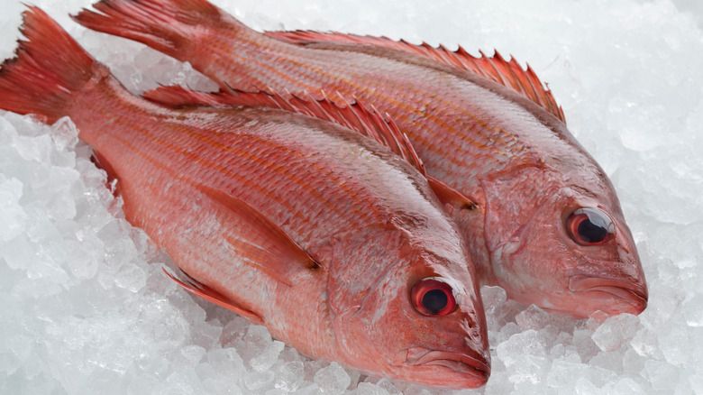 Resep Gulai Ikan Kakap yang Nikmat untuk Makan Siang