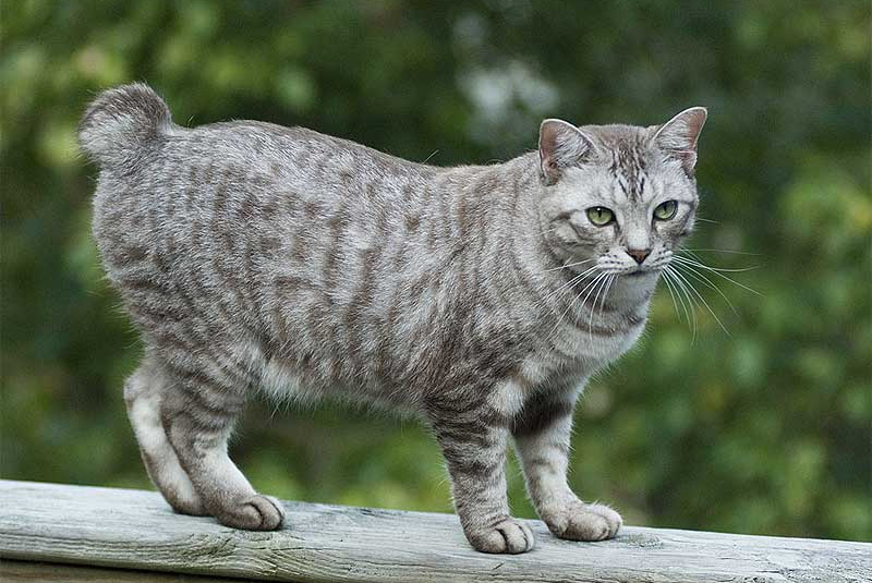 5 Spesies Kucing yang Memiliki Ekor Pendek, Unik!