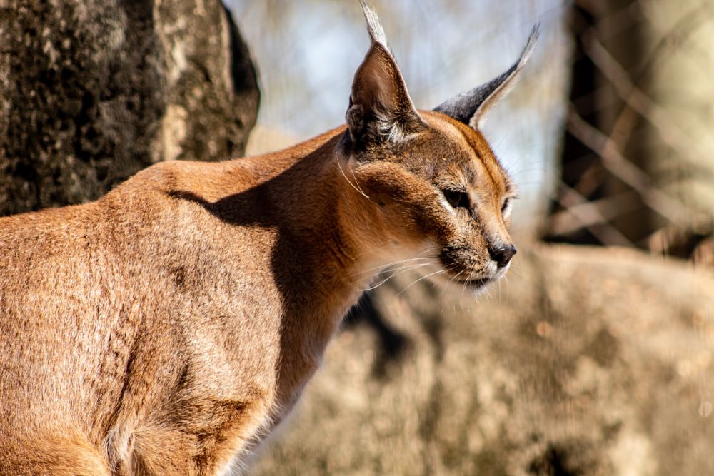 Gato selvagem caracal. #caracal #pets #animaisnotiktok #curiosidadeani