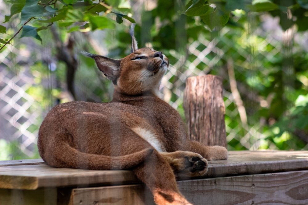 Gato selvagem caracal. #caracal #pets #animaisnotiktok #curiosidadeani