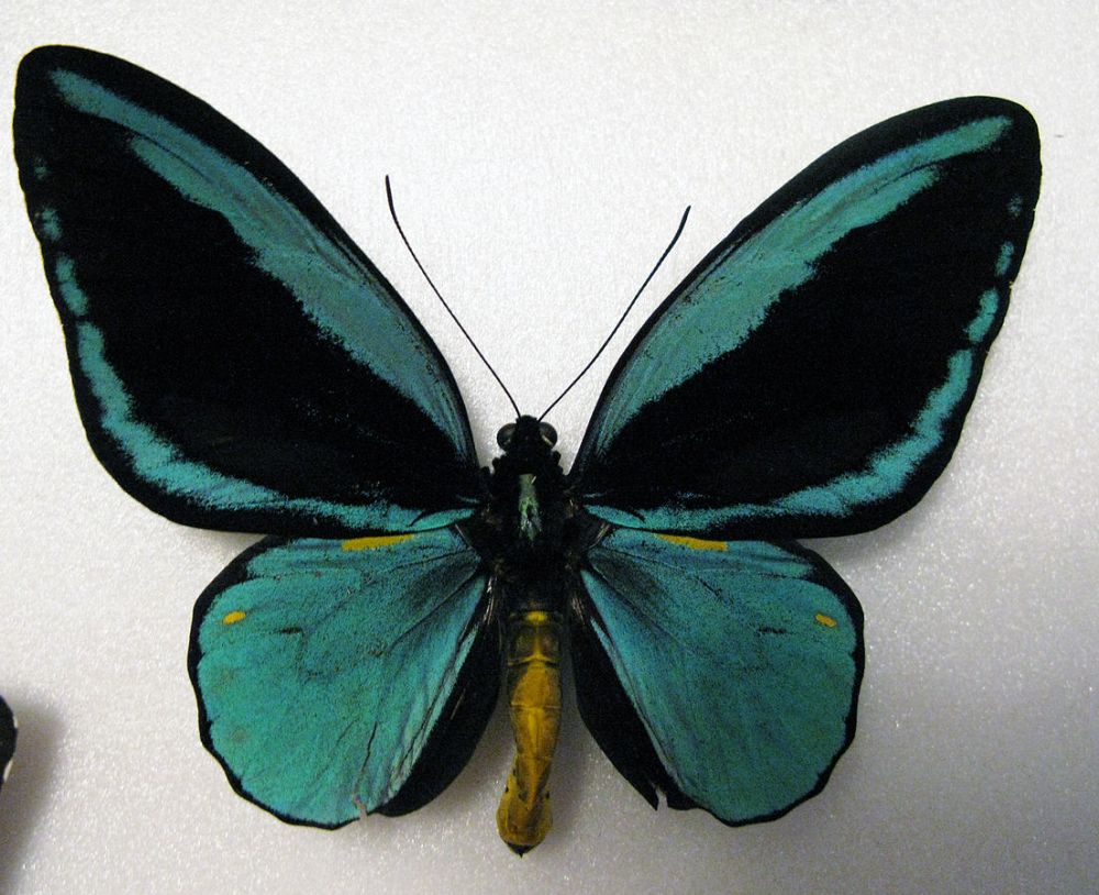 Bangga! Ternyata 5 Spesies Kupu-kupu Cantik Ini Asli dari Indonesia