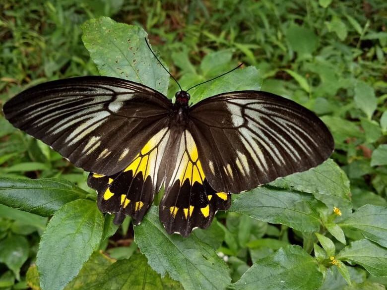 Bangga! Ternyata 5 Spesies Kupu-kupu Cantik Ini Asli dari Indonesia