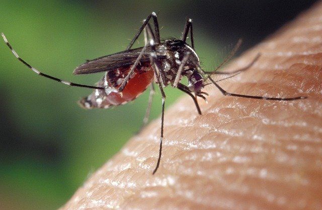 12 Fakta Menarik tentang Nyamuk yang Mungkin Belum Kamu Tahu